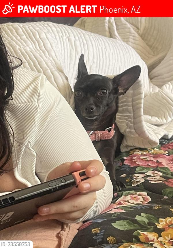 Lost Female Dog last seen 83rd Ave and Indian School Rd., Phoenix, AZ 85033