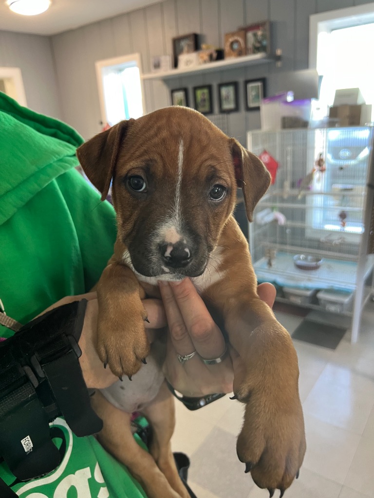 Shelter Stray Female Dog last seen , 22415 Groesbeck Hwy, Warren, MI 48089, USA