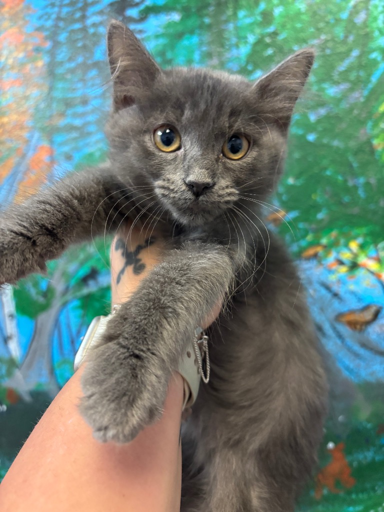 Shelter Stray Female Cat last seen Bexar County, 3353 Morningside Dr, New Braunfels, TX 78132, USA
