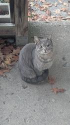 Found/Stray Unknown Cat last seen Maplewood alley, Columbus, Ohio 43203, Columbus, OH 43203