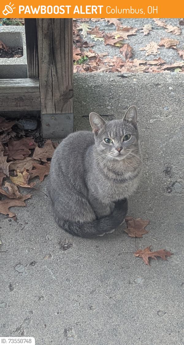 Found/Stray Unknown Cat last seen Maplewood alley, Columbus, Ohio 43203, Columbus, OH 43203