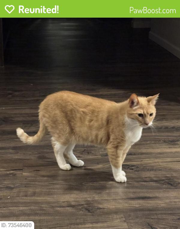 Reunited Male Cat last seen Martin and 52nd, Thurston County, WA 98516