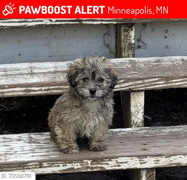 Lost Female Dog last seen South 17th ave, Minneapolis, MN 55407