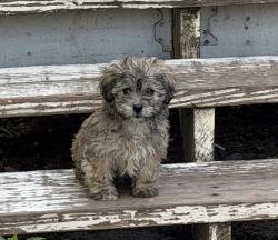 Lost Female Dog last seen South 17th ave, Minneapolis, MN 55407