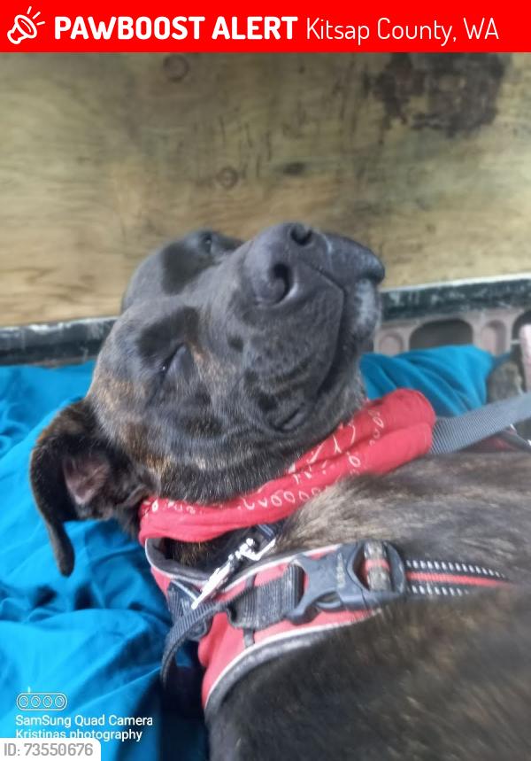 Lost Female Dog last seen Old walgreens, Kitsap County, WA 98311