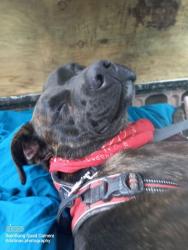 Lost Female Dog last seen Old walgreens, Kitsap County, WA 98311