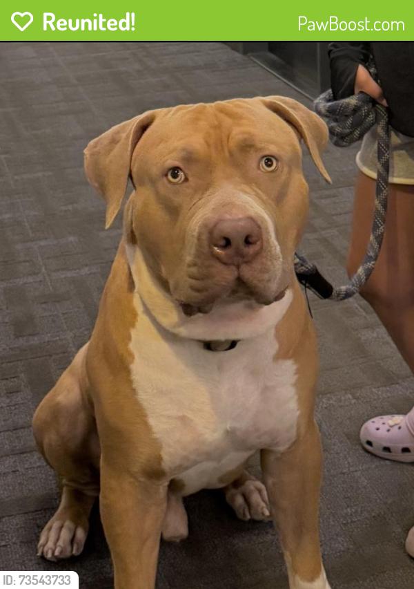 Reunited Male Dog last seen Varna drive, Toronto, ON 