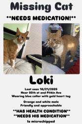 Reunited Male Cat last seen 85th street and pitkin Avenue ozone park, Queens, NY 11417
