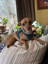 Lost Male Dog last seen Water front heading to Tom Mcall, Portland, OR 97239