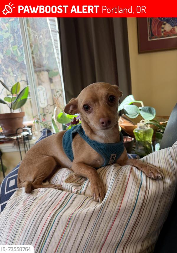 Lost Male Dog last seen Water front heading to Tom Mcall, Portland, OR 97239