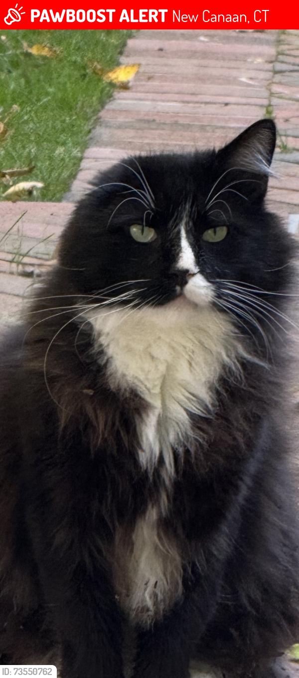 Lost Male Cat last seen Silvermine Rd. and Heather Dr., New Canaan, CT 06840