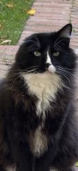 Lost Male Cat last seen Silvermine Rd. and Heather Dr., New Canaan, CT 06840