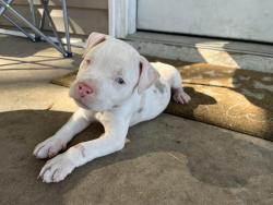 Lost Female Dog last seen Perrymont and Chester road, Richmond, VA 23237