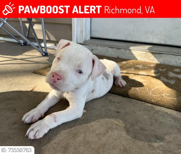 Lost Female Dog last seen Perrymont and Chester road, Richmond, VA 23237