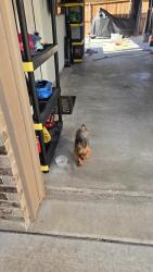 Reunited Male Dog last seen Bonita and Playa Norte, Grand Prairie, TX 75054
