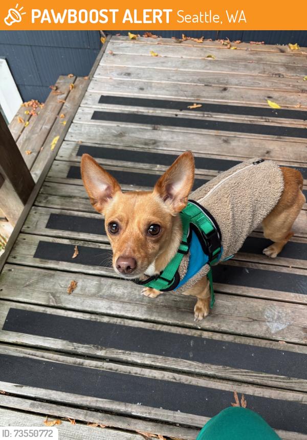 Found/Stray Male Dog last seen in the alley West of Broadway between Thomas and John Streets - Capitol Hill Seattle, Seattle, WA 98102