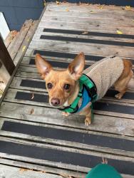 Found/Stray Male Dog last seen in the alley West of Broadway between Thomas and John Streets - Capitol Hill Seattle, Seattle, WA 98102