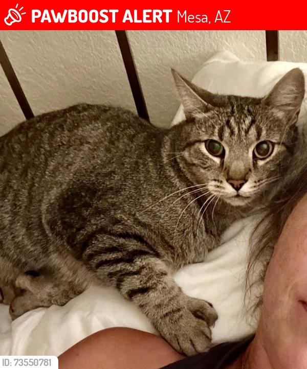 Lost Male Cat last seen Center and brown, Mesa, AZ 85201