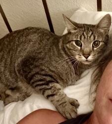 Lost Male Cat last seen Center and brown, Mesa, AZ 85201