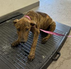 Shelter Stray Male Dog last seen INDIAN SCHOOL RD AND EXTENSION RD, 1920 S Lewis, Mesa, AZ 85210, USA