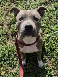 Shelter Stray Female Dog last seen Near BLOCK SW 35TH AVE, FORT LAUDERDALE, FL 33312, 2400 SW 42nd St, Fort Lauderdale, FL 33312, USA