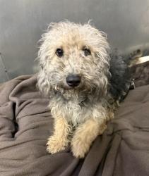 Shelter Stray Male Dog last seen CASA LINDA DR & FLORES WAY, 2127 Front St, Sacramento, CA 95818, USA