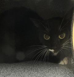 Shelter Stray Unknown Cat last seen AUBURN BLVD & PLOVER ST, 2127 Front St, Sacramento, CA 95818, USA