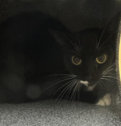 Shelter Stray Unknown Cat last seen AUBURN BLVD & PLOVER ST, 2127 Front St, Sacramento, CA 95818, USA