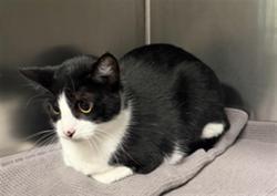 Shelter Stray Male Cat last seen , 11361 W Pico Blvd, Los Angeles, CA 90064, USA