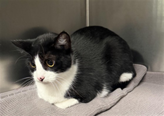 Shelter Stray Male Cat last seen , 11361 W Pico Blvd, Los Angeles, CA 90064, USA