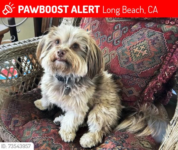 Lost Male Dog last seen Magnolia and Wardlow at Wrigley Hts Dog Park, Long Beach, CA 90895