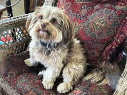 Lost Male Dog last seen Magnolia and Wardlow at Wrigley Hts Dog Park, Long Beach, CA 90895