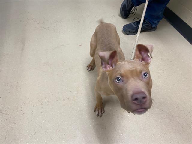 Shelter Stray Female Dog last seen Near BLOCK S 3RD ST, 3839 W Burnham St, West Milwaukee, WI 53215, USA