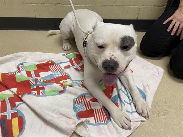 Shelter Stray Male Dog last seen Near BLOCK NORTH GREENBAY PARK (BROWN DEER PARK), 3839 W Burnham St, West Milwaukee, WI 53215, USA