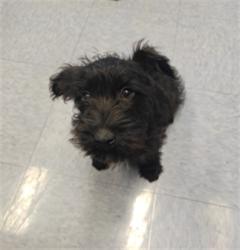 Shelter Stray Female Dog last seen , 4275 Elton St, Baldwin Park, CA 91706, USA