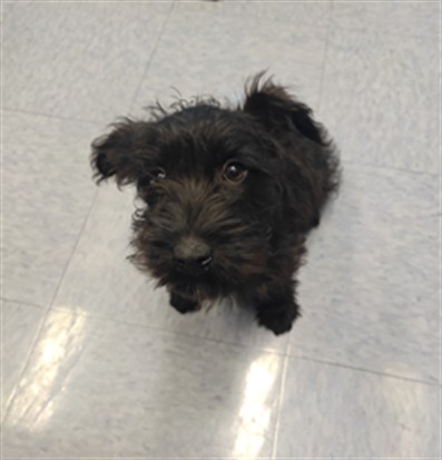 Shelter Stray Female Dog last seen , 4275 Elton St, Baldwin Park, CA 91706, USA