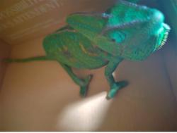 Shelter Stray Female Other last seen , 4275 Elton St, Baldwin Park, CA 91706, USA