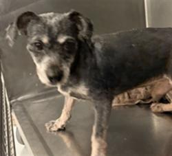 Shelter Stray Male Dog last seen Near BLOCK GARLAND ST, PERRIS CA 92571, 581 S Grand Ave, San Jacinto, CA 92582, USA