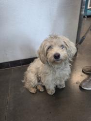Shelter Stray Female Dog last seen , West Valley Animal Shelter, 20655 Plummer St, Chatsworth, CA 91311, USA