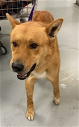 Shelter Stray Male Dog last seen CLAPPER ST, PERRIS CA 92571, 581 S Grand Ave, San Jacinto, CA 92582, USA