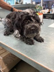 Shelter Stray Female Dog last seen , West Valley Animal Shelter, 20655 Plummer St, Chatsworth, CA 91311, USA
