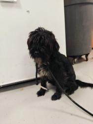 Shelter Stray Male Dog last seen , West Valley Animal Shelter, 20655 Plummer St, Chatsworth, CA 91311, USA