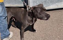 Shelter Stray Male Dog last seen MAIN & HILLTOP, 130 Beyer Way, Chula Vista, CA 91911, USA