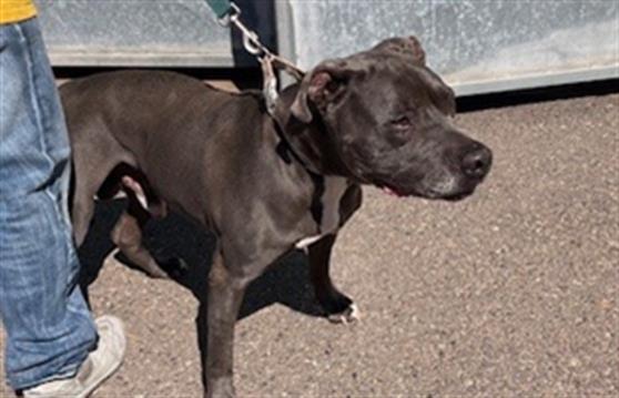 Shelter Stray Male Dog last seen MAIN & HILLTOP, 130 Beyer Way, Chula Vista, CA 91911, USA