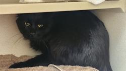 Shelter Stray Unknown Cat last seen Near BLOCK NATIONAL WESTERN DR, DENVER CO 80216, 1241 W Bayaud Ave, Denver, CO 80223, USA