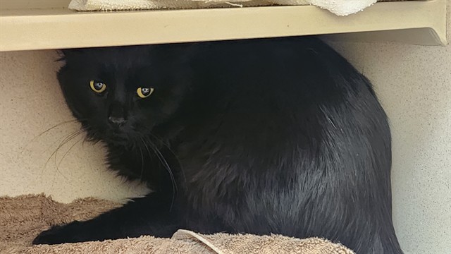 Shelter Stray Unknown Cat last seen Near BLOCK NATIONAL WESTERN DR, DENVER CO 80216, 1241 W Bayaud Ave, Denver, CO 80223, USA