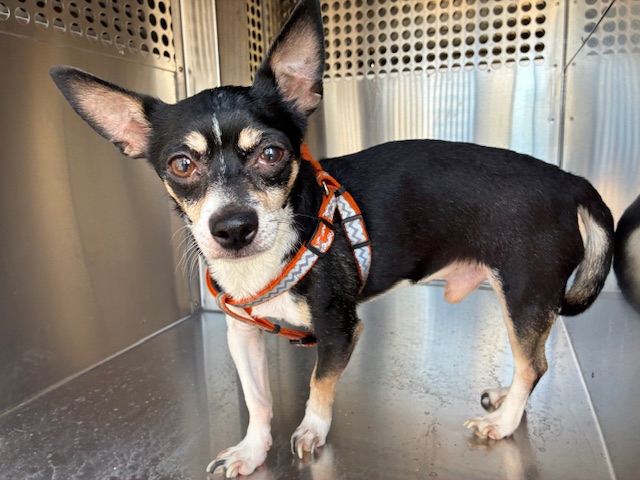 Shelter Stray Male Dog last seen BEHREND DR AND TONTO LN, 2500 S 27th Ave, Phoenix, AZ 85009, USA