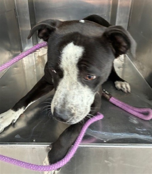 Shelter Stray Male Dog last seen S 1ST ST AND E JEFFERSON ST, 2500 S 27th Ave, Phoenix, AZ 85009, USA