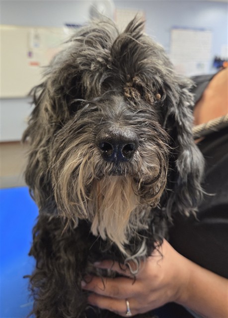 Shelter Stray Female Dog last seen 9TH ST AND HARRISON DR, 2500 S 27th Ave, Phoenix, AZ 85009, USA