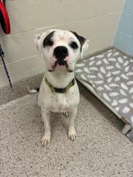 Shelter Stray Male Dog last seen 75TH & PIKE ST, 12155 Park Blvd, Brighton, CO 80601, USA
